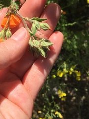 Sphaeralcea coulteri