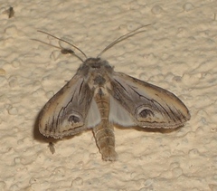 Opsigalea blanchardi
