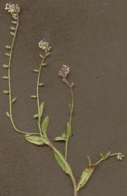 Myosotis discolor