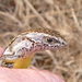 Newman's Speckled Skink - Photo (c) Dave, some rights reserved (CC BY-NC), uploaded by Dave