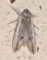 Opsigalea blanchardi