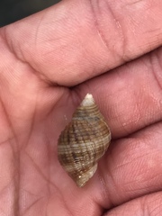 Nassarius fossatus