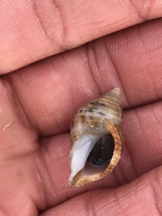Nassarius fossatus