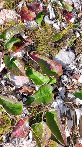 Saussurea discolor, photograph 6