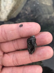 Acanthinucella spirata