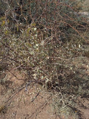 Pale desert-thorn (Lycium pallidum)