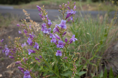 Penstemon venustus