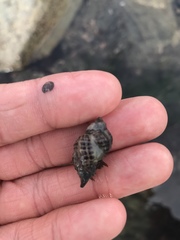 Acanthinucella spirata