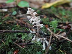 Cordyceps sinclairii