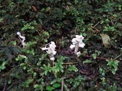 Cordyceps sinclairii