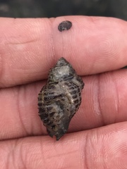 Acanthinucella spirata