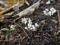 Cordyceps sinclairii