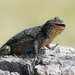 Graphic Spiny Lizard - Photo (c) Yabal Alfaro Castillo, some rights reserved (CC BY-NC), uploaded by Yabal Alfaro Castillo