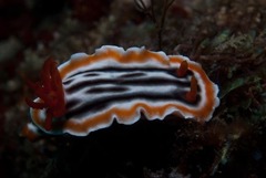 Chromodoris magnifica