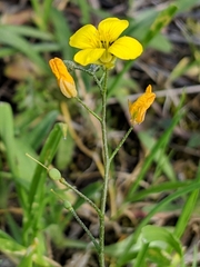 Physaria gracilis