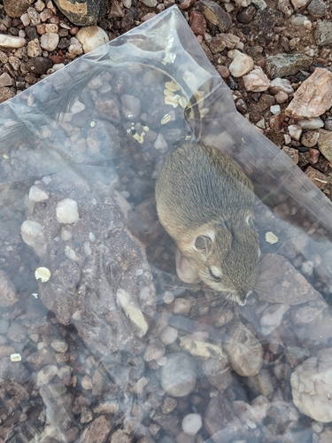 Merriam's Kangaroo Rat