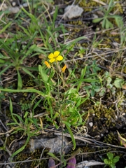 Physaria gracilis