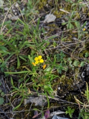 Physaria gracilis
