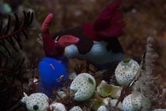 Nembrotha chamberlaini