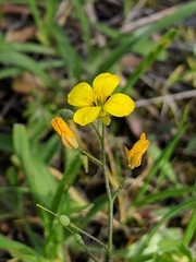 Physaria gracilis