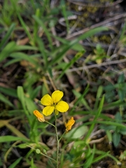 Physaria gracilis