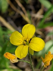 Physaria gracilis