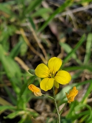 Physaria gracilis