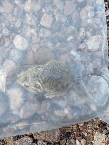 Merriam's Kangaroo Rat