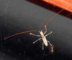 Olenecamptus bilobus