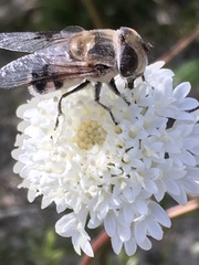 Copestylum apiciferum