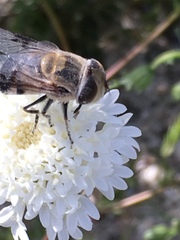 Copestylum apiciferum