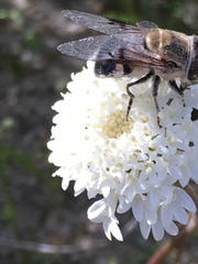 Copestylum apiciferum