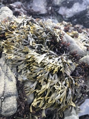 Pelvetiopsis limitata