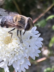 Copestylum apiciferum