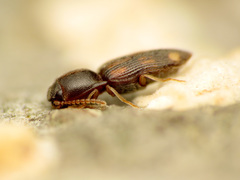 Conoderus bellus