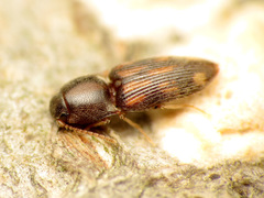 Conoderus bellus