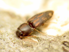 Conoderus bellus