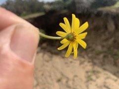 Senecio californicus
