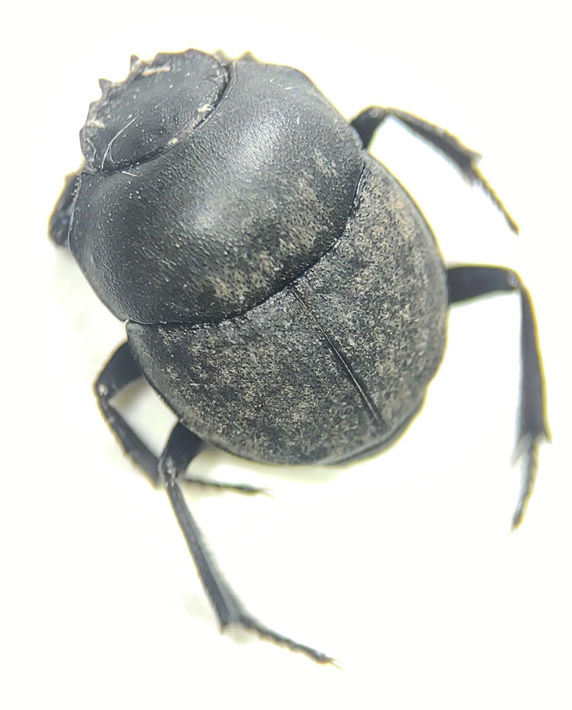 Melanocanthon nigricornis