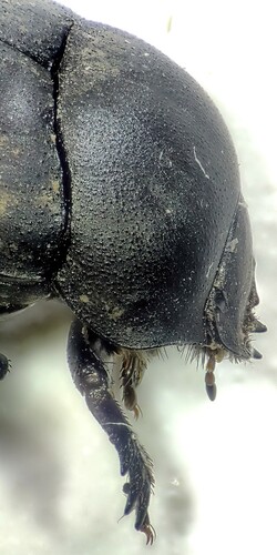 Melanocanthon nigricornis photo 2