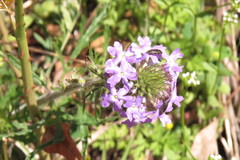 Acmaeodera tubulus