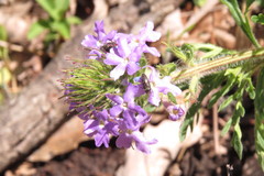 Acmaeodera tubulus