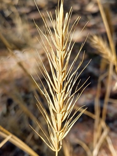 Image of Elymus glabriflorus by (c) Eleanor Pate, some rights reserved (CC BY)