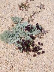 Lomatium mohavense