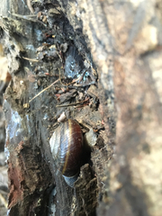 Helminthoglypta sequoicola