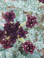 Lomatium mohavense