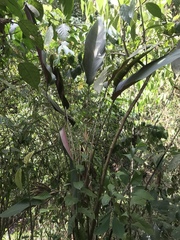 Pleiostachya pruinosa