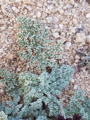Lomatium mohavense