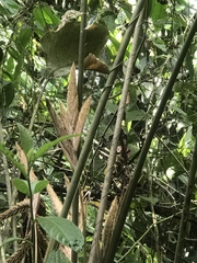 Pleiostachya pruinosa