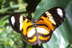 Heliconius ethilla narcaea